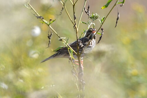 Savannah Sparrow