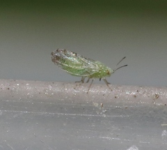 Craspedolepta martini