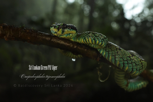 Sri Lankan Green Pit Viper