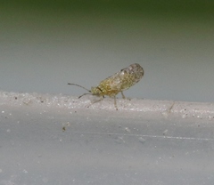 Craspedolepta martini