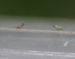 Craspedolepta martini