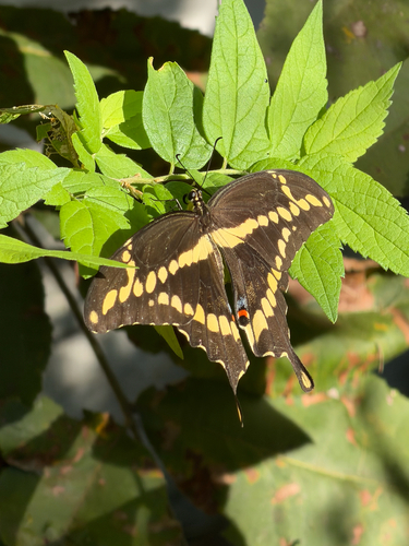 Eastern Giant Swallowtail