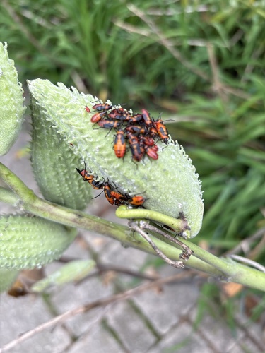 Large Milkweed Bug