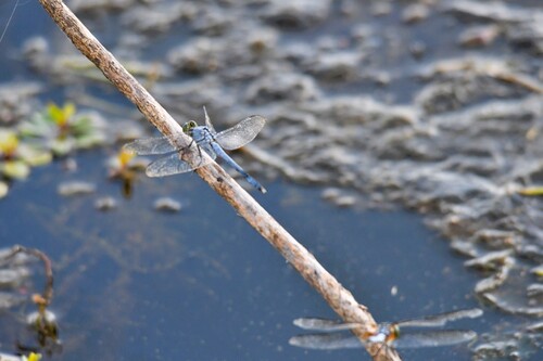 Eastern Pondhawk