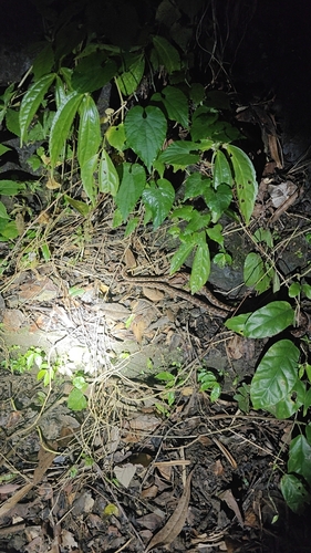 Brown spotted pitviper