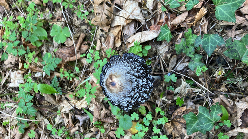 Shaggy Mane