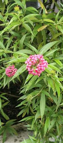 Panama rose