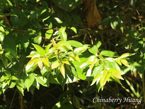 Symplocos sumuntia observed 2026-09-14