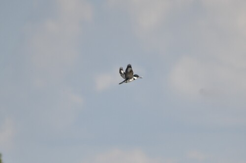 Belted Kingfisher