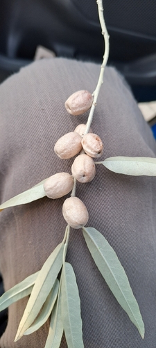 Russian olive