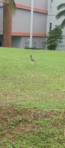 Red-wattled Lapwing