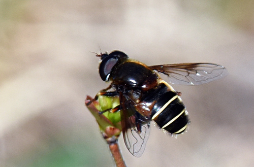 Bog Hoverfly