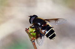 Eristalis cryptarum
