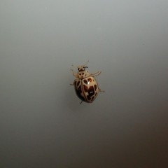 Psyllobora confluens