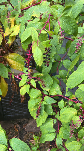 American pokeweed