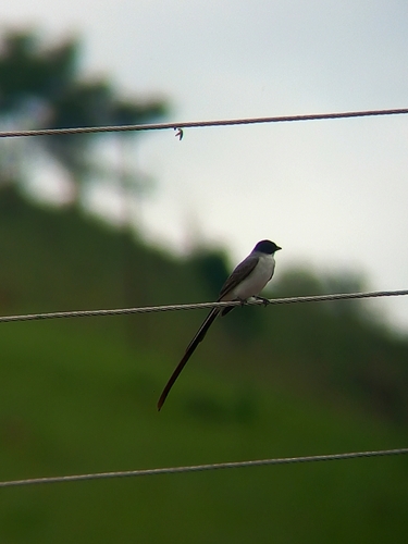 Fork-tailed Flycatcher