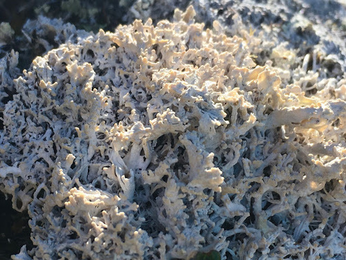Arctic Saucer Lichen