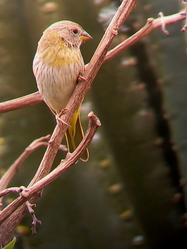 Saffron Finch