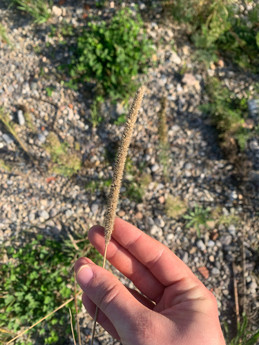 Timothy grass