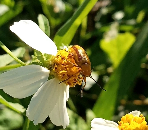 Nemognatha punctulata