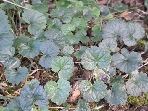 ground-ivy