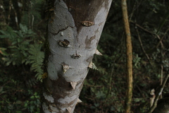 Zanthoxylum rhoifolium