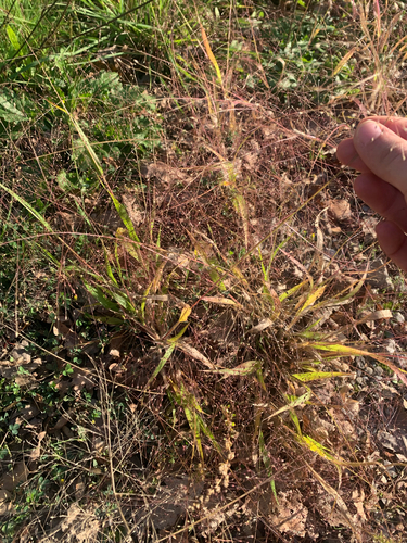 witch grass
