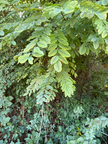black locust