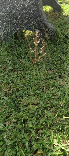 Wild Oat Grass