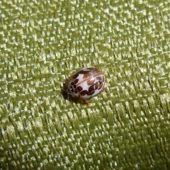 Psyllobora confluens