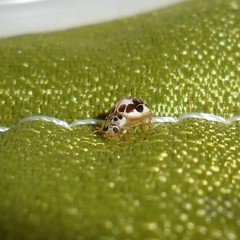 Psyllobora confluens