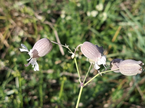 bladder campion