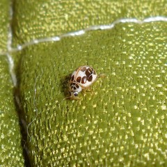 Psyllobora confluens