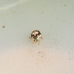 Psyllobora confluens