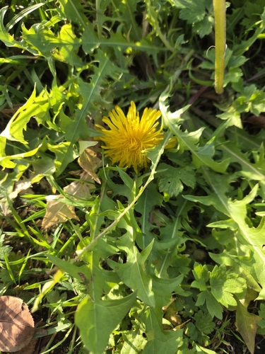 common dandelion