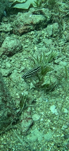 Grammistes sexlineatus observed 2026-10-15