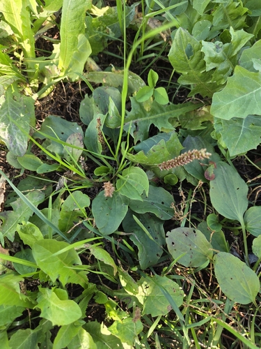 greater plantain