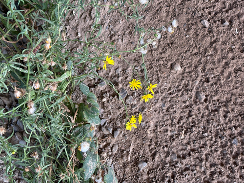 Narrow-leaved Ragwort