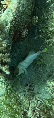 Epinephelus fasciatus observed 2026-10-15