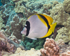 Chaetodon lineolatus