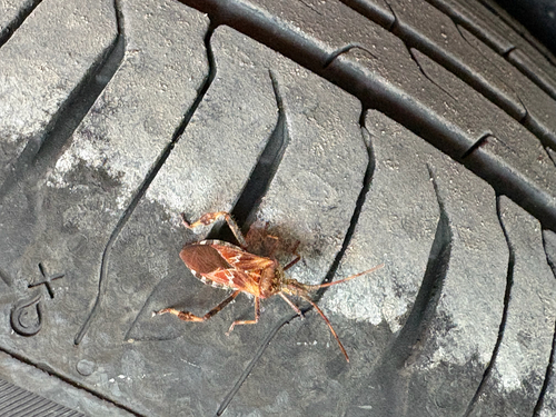 Western Conifer Seed Bug