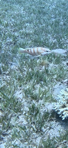 Epinephelus fasciatus observed 2026-10-15