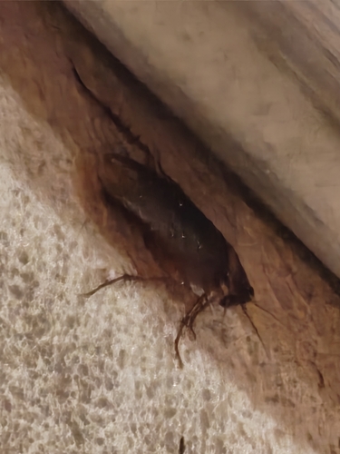 American Cockroach