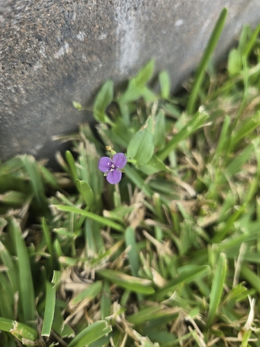 Murdannia spirata observed 2026-10-15