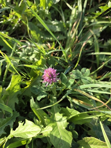 Red Clover