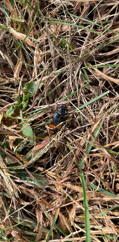 Margined Sexton Beetle