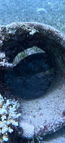 Cyclichthys spilostylus observed 2026-10-15