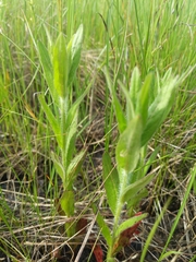 Oenothera pilosella