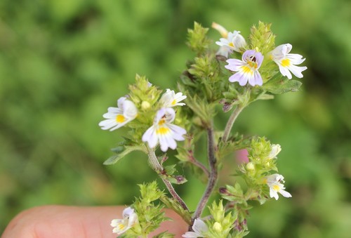 Euphrasia maximowiczii iNat (3)