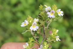 Euphrasia maximowiczii